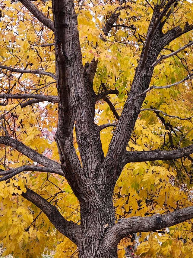 Deciduous woods of the kind that include green and white ash