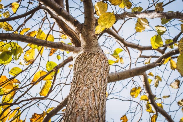 Looking up into an elm canopy with serrated leaves