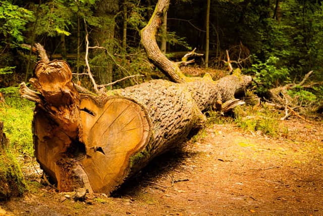 Fallen tree blocking a path after a storm