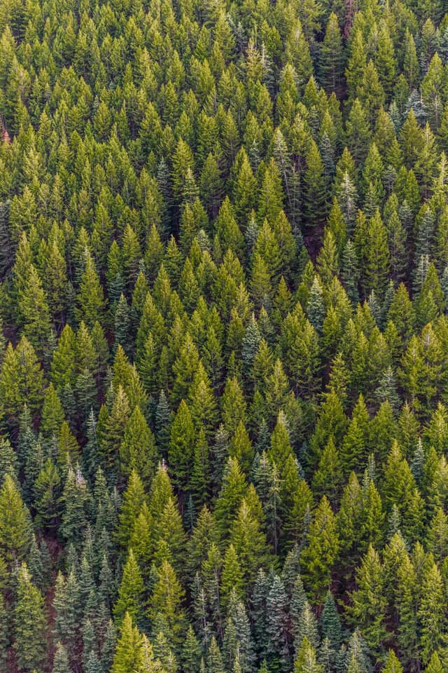 Pine trees with dense evergreen needles