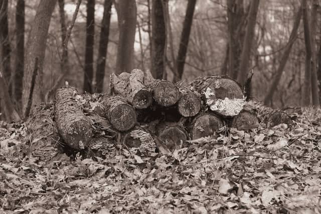 Cleared lot with stacked logs after tree work