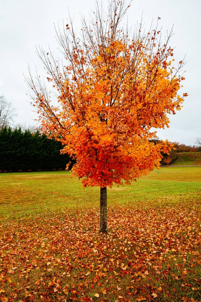 Maple tree with a full autumn canopy