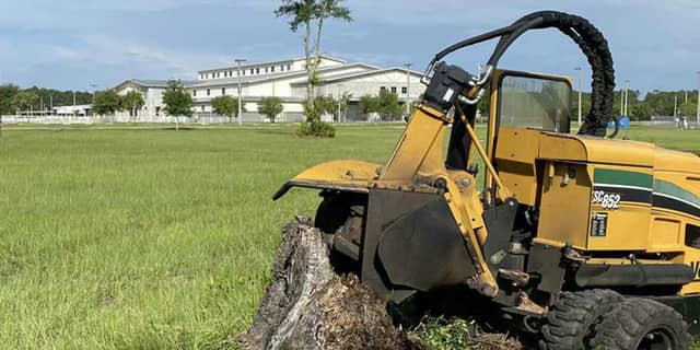Tree stump after a recent cut, ready to grind