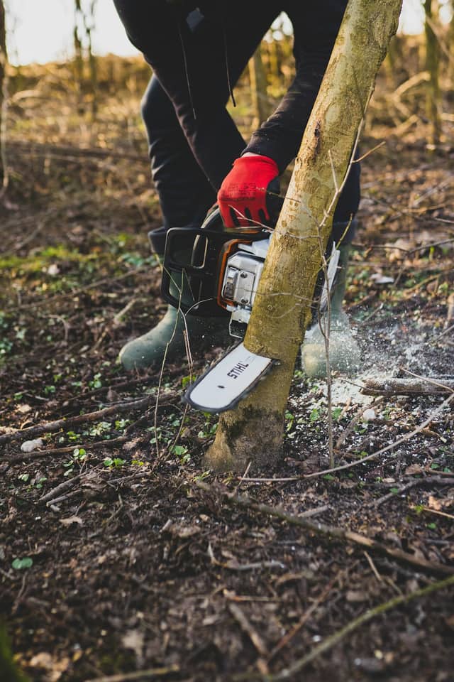 Crew taking down a tree with a chainsaw